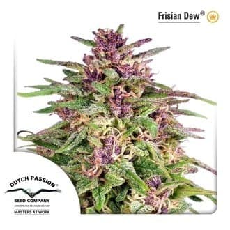 Frisian Dew (Dutch Passion)
