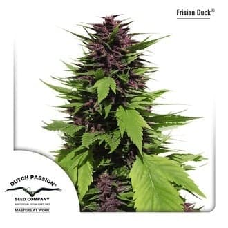 Frisian Duck (Dutch Passion)