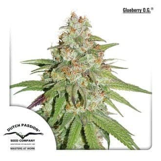 Glueberry OG (Dutch Passion)