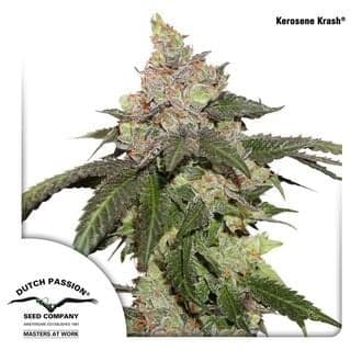Kerosene Krash (Dutch Passion)