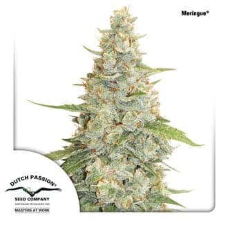 Meringue (Dutch Passion)