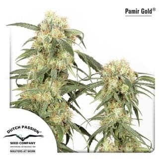 Pamir Gold (Dutch Passion)