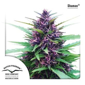 Shaman (Dutch Passion)