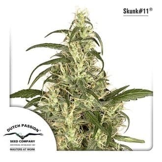 Skunk 11 (Dutch Passion)