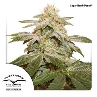 Sugar Bomb Punch (Dutch Passion)
