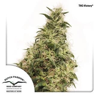 THC-Victory (Dutch Passion)