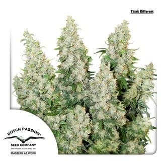 Auto Think Different (Dutch Passion)