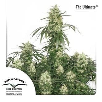 The Ultimate (Dutch Passion)