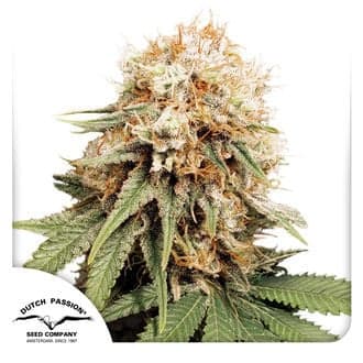White Widow (Dutch Passion)
