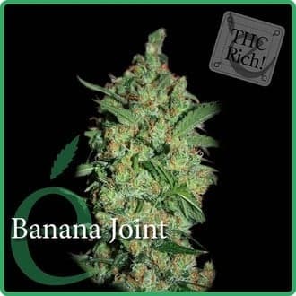 Banana Joint (Elite Seeds)
