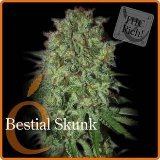 Bestial Skunk (Elite Seeds)