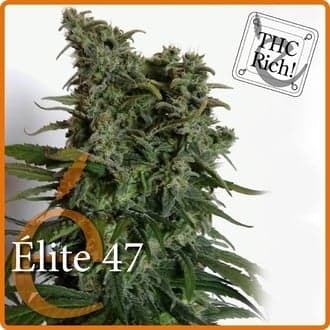 Elite 47 (Elite Seeds)