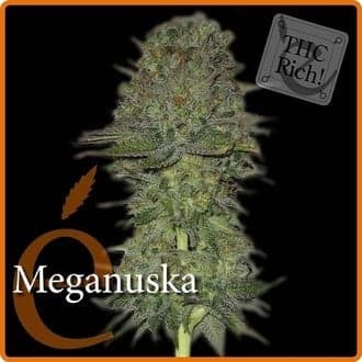 Meganuska (Elite Seeds)