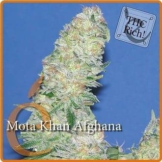 Mota Khan Afghana (Elite Seeds)