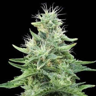 Gorilla Candy (Eva Seeds)