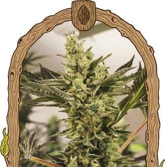 Banana Mash Auto (Exotic Seed)