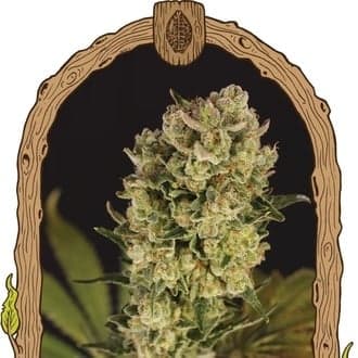 Candy Jungle Auto (Exotic Seed)