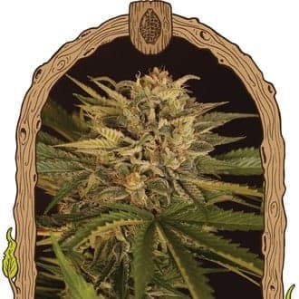 Doctor Greenman Pure CBD (Exotic Seed)