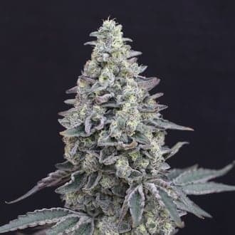 Georgia Cream Auto (Exotic Seed)