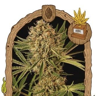 Herz OG (Exotic Seed)