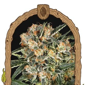 Hippie Therapy CBD (Exotic Seed)