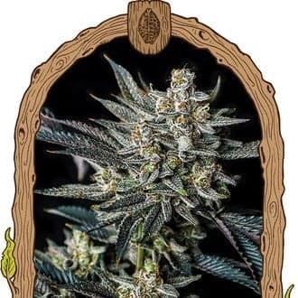 Jelly Bananen Auto (Exotic Seed)
