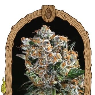 Malasana Cookies (Exotic Seed)