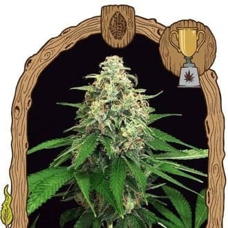 Mango Cream (Exotic Seed)