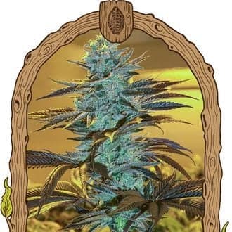 Purple Monkey Auto (Exotic Seed)
