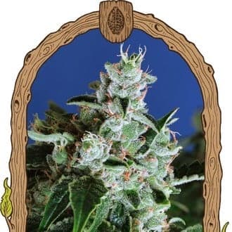 Purple Shot (Exotic Seed)