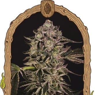 Quick Sherbet (Exotic Seed)