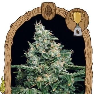 Sir Jack (Exotic Seed)