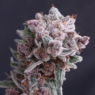 Tangie Smasher Auto (Exotic Seed)