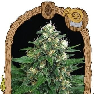 Exotic Thai (Exotic Seed)