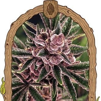 Tropical Fuel (Exotic Seed)