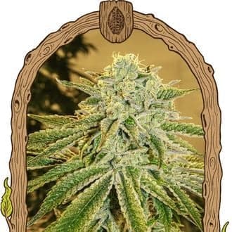 White Banana Auto (Exotic Seed)
