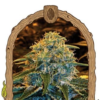 Z & Z (Exotic Seed)
