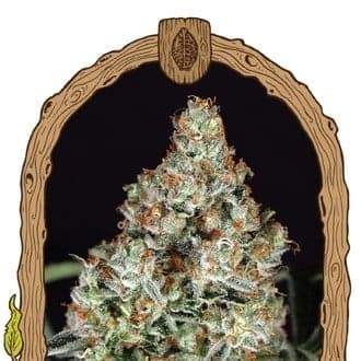 Zkittalicious (Exotic Seed)