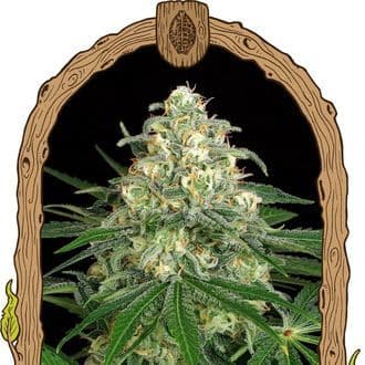 Z&Z Auto (Exotic Seed)