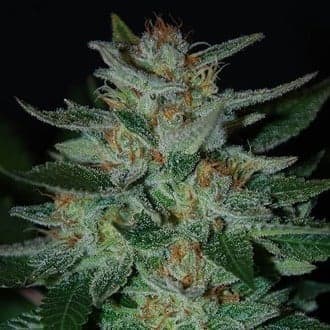 Blue Cheese (Expert Seeds)
