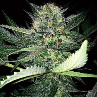 Critical Lights (Expert Seeds)