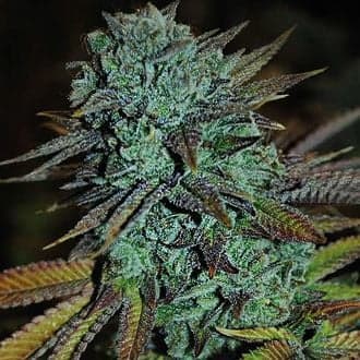 Expert Gorilla (Expert Seeds)