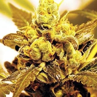 Fruit Salad (Expert Seeds)