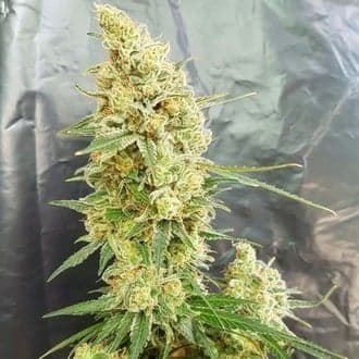 Gorilla Banana (Expert Seeds)