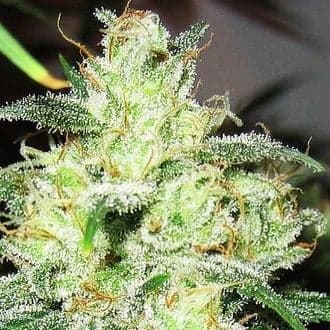 Gorilla x Cheese (Expert Seeds)