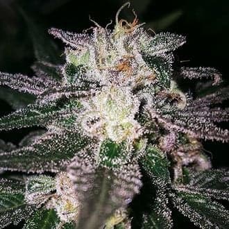 Gorilla Cookies (Expert Seeds)