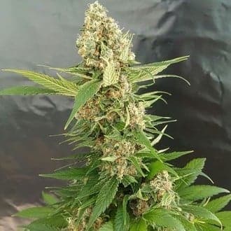 Gorilla Ice Cream (Expert Seeds)