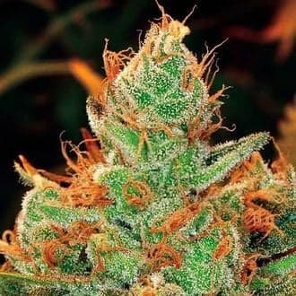 Gorilla x Lilly (Expert Seeds)