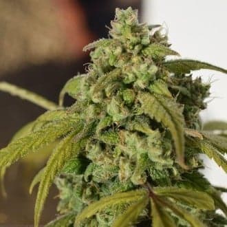 Gorilla SFV OG (Expert Seeds)