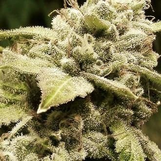 Gorilla x White Widow (Expert Seeds)